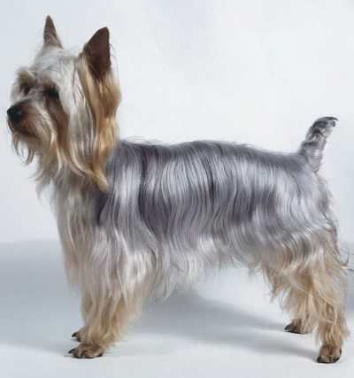 Australsky best sale silky terrier